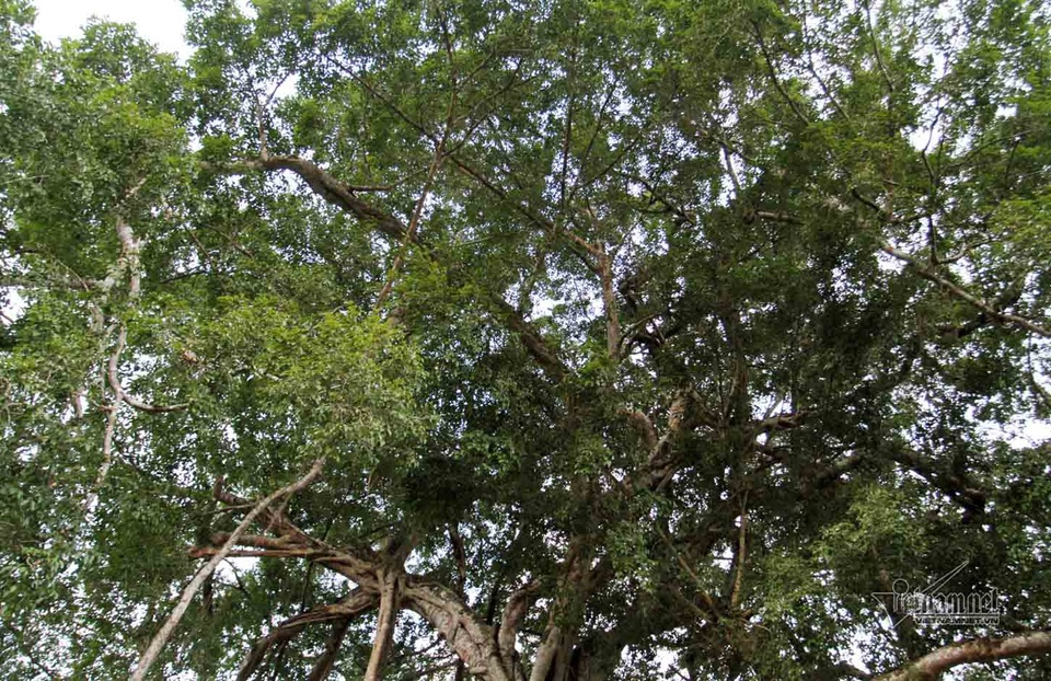 Tán lá cây sanh sum suê, tỏa bóng một khu vực rộng lớn