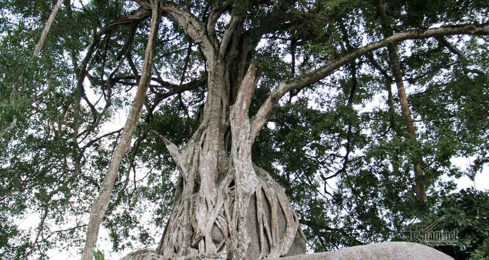 Thân cây ôm chặt phiến đá hoa cương phía trên, các nhú cây giọt từ trên xuống bám chặt mặt đất tạo nên thế đứng rất vững chãi