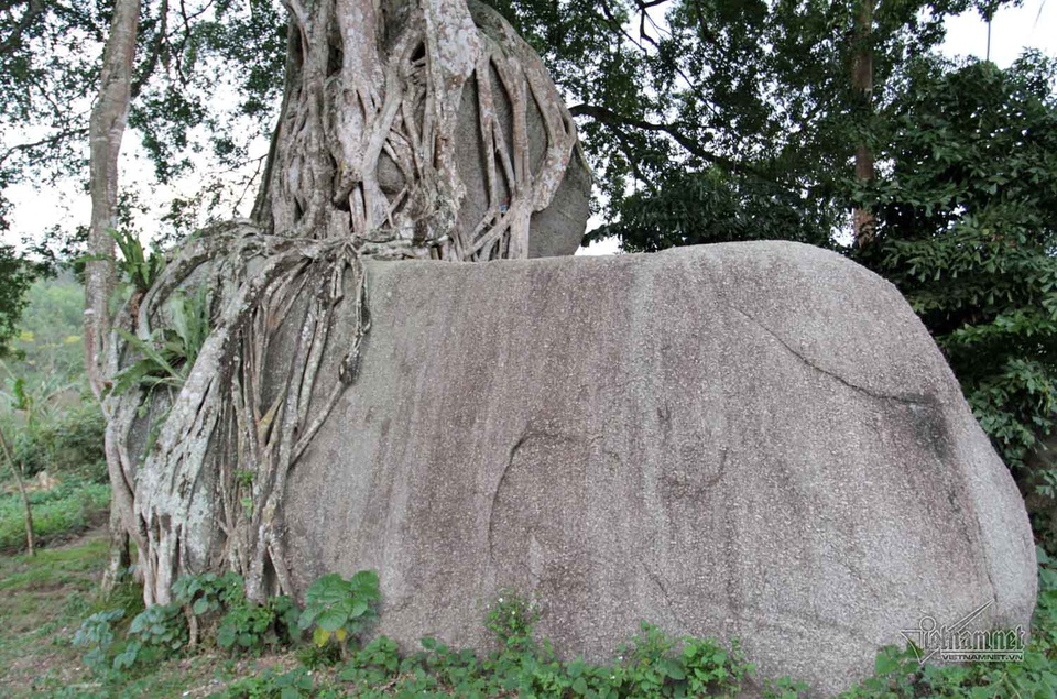 Dân sành chơi cây cảnh ví 2 tảng đá xếp chồng lên nhau như mâm xôi con gà