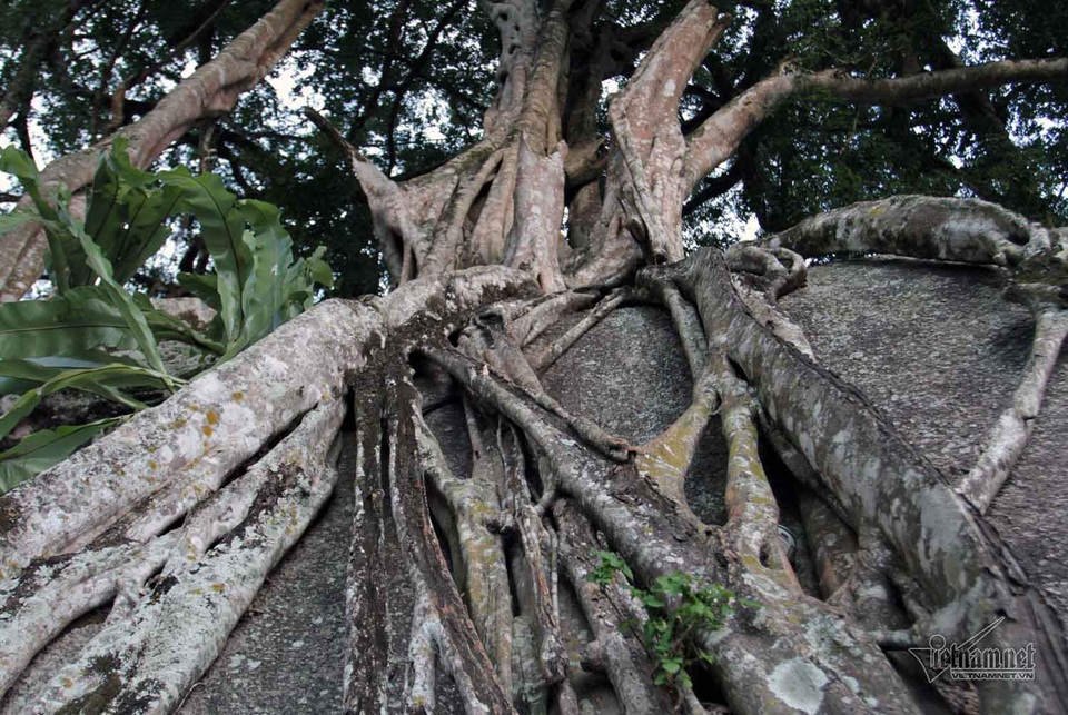 Một số rễ cây sanh bị mục nhưng vẫn bám chặt lấy tảng đá