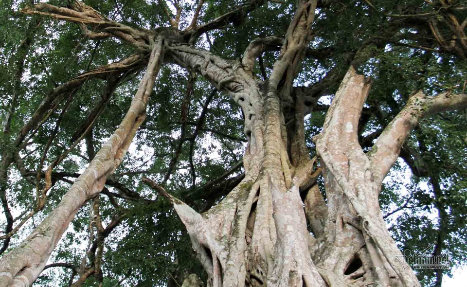 Cây sanh uốn lượn như hình phượng múa, rồng bay đẹp mắt