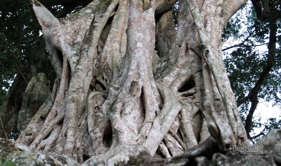 Rễ cây chi chít bám chặt, cuộn tròn với nhau