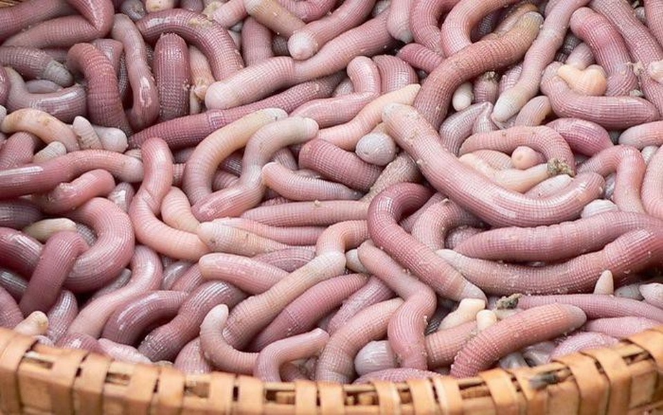 
Sá sùng tươi có hình dáng giống giun đất
