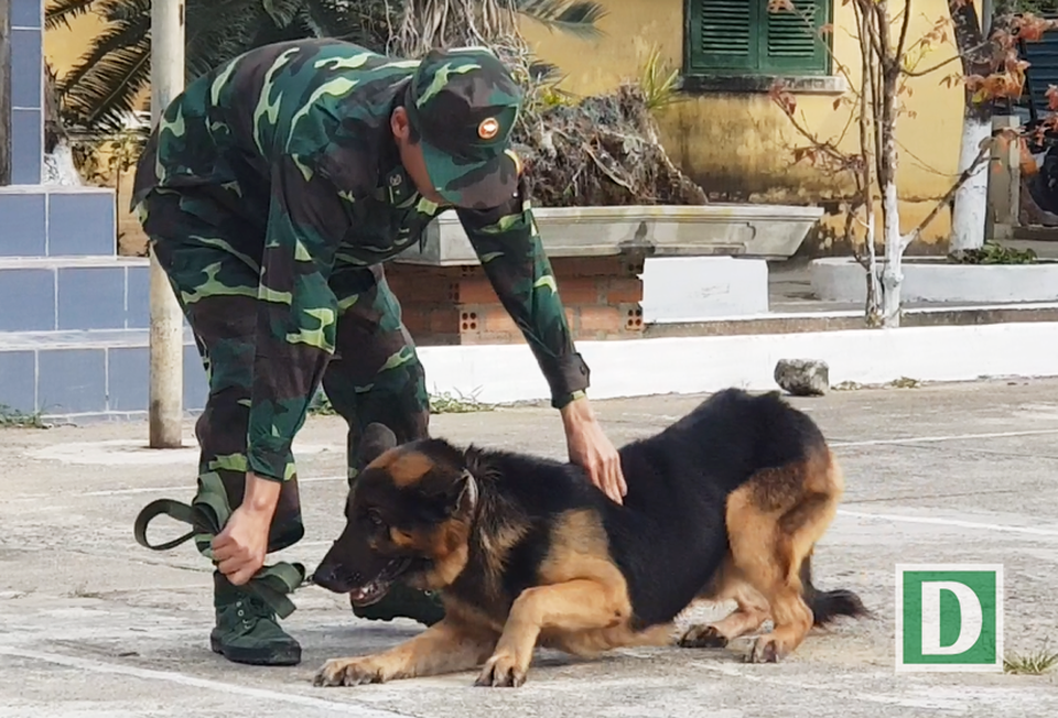 Những chú chó béc-giê hàng đầu của biên phòng “xứ trầm” - 3 Chó béc-giê Xô-táp đang thực hiện một vài động tác nghiệp vụ cơ bản về bò, trườn trên mặt đất