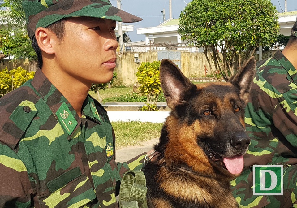 Những chú chó béc-giê hàng đầu của biên phòng “xứ trầm” - 2 Thiếu úy Lê Văn Chính bên chú chó béc-giê Xô-táp do anh huấn luyện