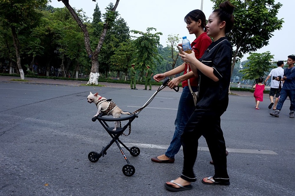 Chó cảnh diện thời trang 'sang chảnh' tung tăng dạo phố - 13 Chó cảnh diện thời trang 'sang chảnh' tung tăng dạo phố - 13