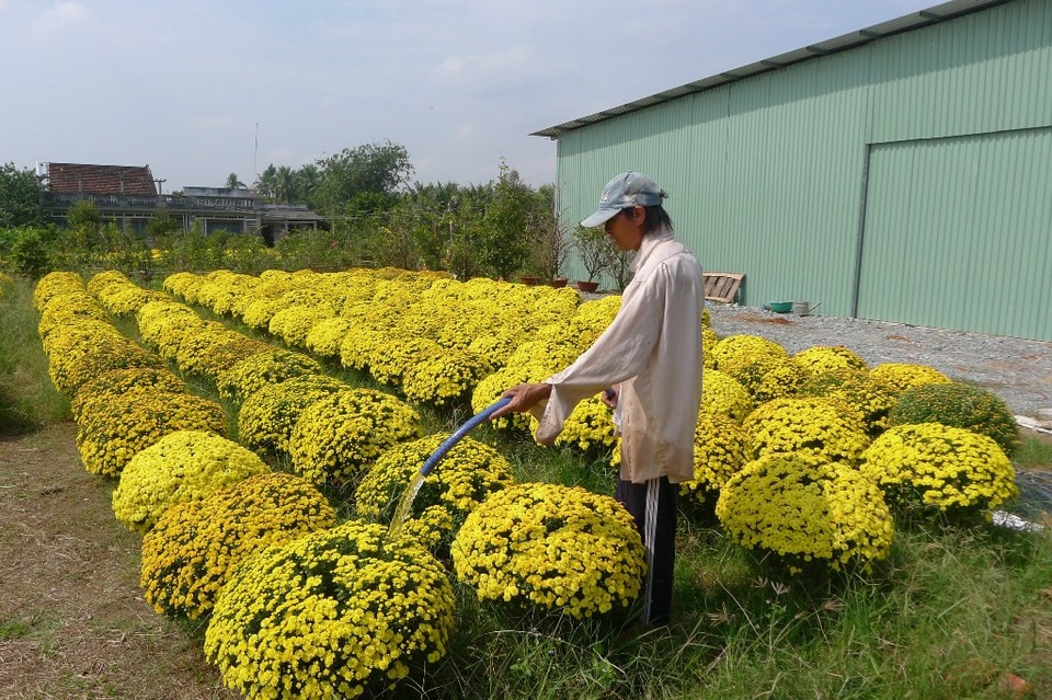 Mưa đêm khiến hàng chục ngàn vỏ hoa cúc… “ăn tết sớm” - 3 Ở làng hoa Cái Mơn (huyện Chợ Lách, Bến Tre) cũng gặp tình cảnh dở khóc dở cười khi hoa ăn tết sớm