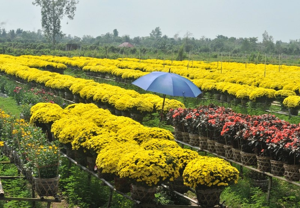 Mưa đêm khiến hàng chục ngàn vỏ hoa cúc… “ăn tết sớm” - 1 Nhiều vườn hoa ở Sa Đéc (Đồng Tháp) đã nở vàng tươi thế này