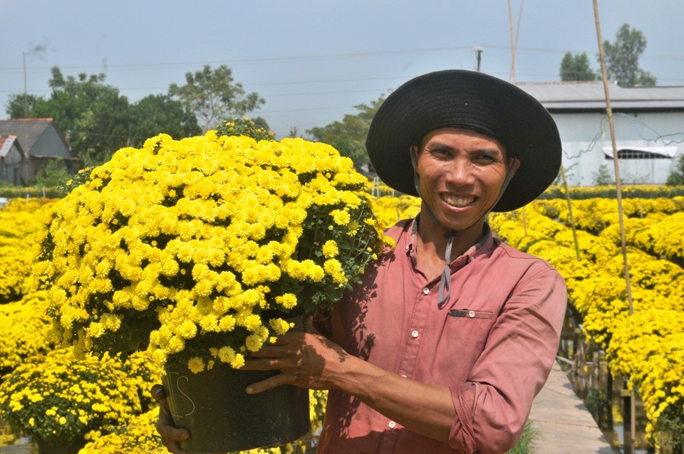 Mưa đêm khiến hàng chục ngàn vỏ hoa cúc… “ăn tết sớm” - 7 Cũng chính vì một số lượng lớn hoa cúc nở sớm nên nhiều người dự báo giá hoa cúc mâm xôi năm nay sẽ tăng cao hơn mọi năm