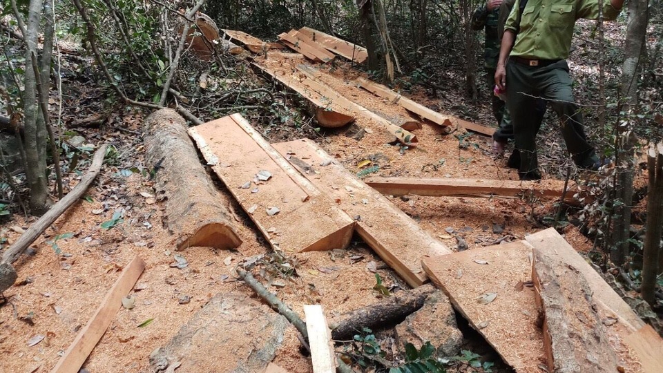 Điều tra vụ phá rừng quy mô lớn tại Vườn quốc gia Yok Đôn - 1 Hiện trường vụ phá rừng trong Vườn quốc gia Yok Đôn
