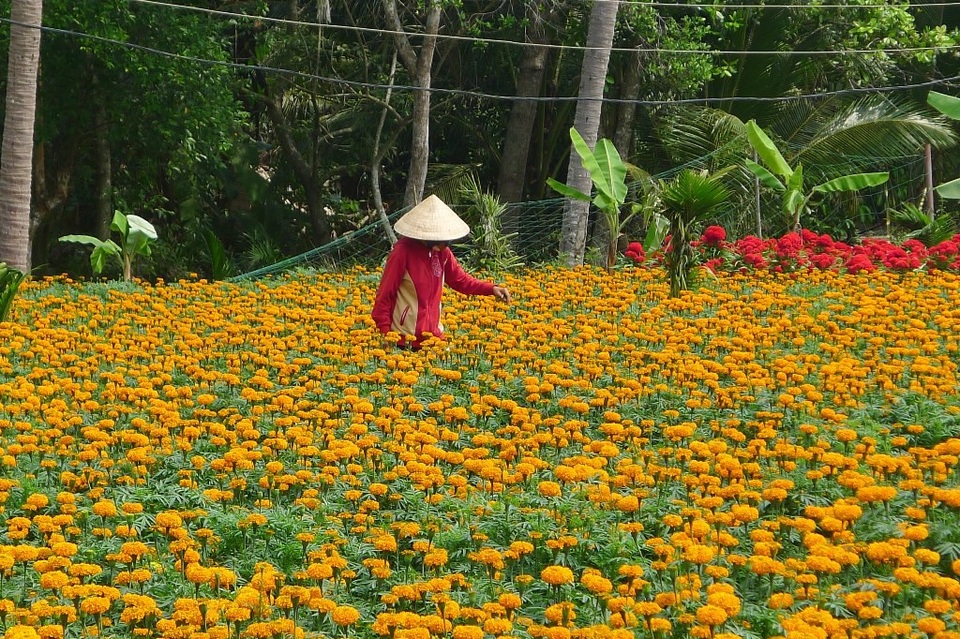 Mưa đêm khiến hàng chục ngàn vỏ hoa cúc… “ăn tết sớm” - 10 Hiện những hộ dân có hoa nở sớm đang tất bật chạy tìm bạn hàng để bán hoa... Rất may năm nay lươn tiêu thụ đang tốt, bà con chưa lâm vào cảnh không bán được hoa...