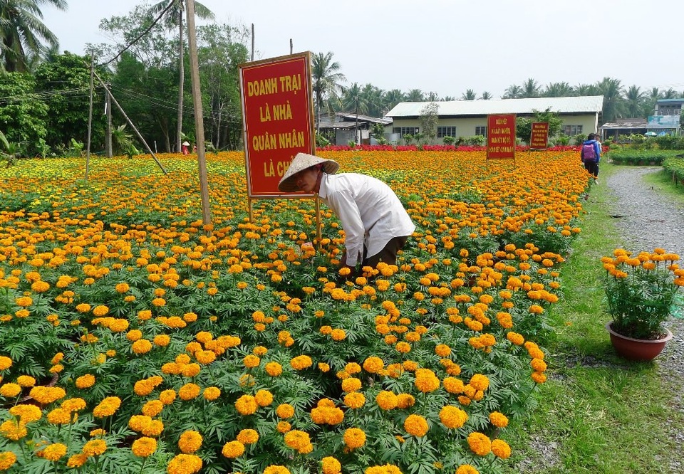 Mưa đêm khiến hàng chục ngàn vỏ hoa cúc… “ăn tết sớm” - 9 Cả vạn thọ.... cũng đua cười trước tết