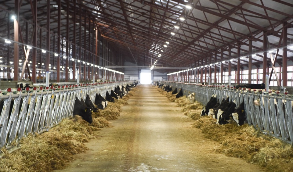 Dấu ấn hữu nghị ở trang trại bò sữa TH true MILK đầu tiên trên đất Nga - 2
Đây là trang trại bò sữa cao sản đầu tiên của tập đoàn TH trong khuôn khổ Dự án Tổ hợp chăn nuôi bò sữa, chế biến sữa công nghệ cao và một số dự án về thực phẩm với tổng vốn đầu tư 2,7 tỷ USD tại Liên bang Nga.