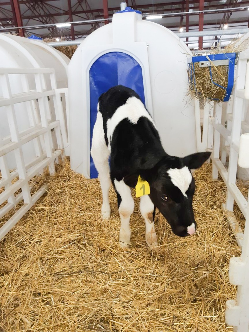 Dấu ấn hữu nghị ở trang trại bò sữa TH true MILK đầu tiên trên đất Nga - 3
Bê GMilk phat triển khỏe mạnh và phổng phao rất nhanh
