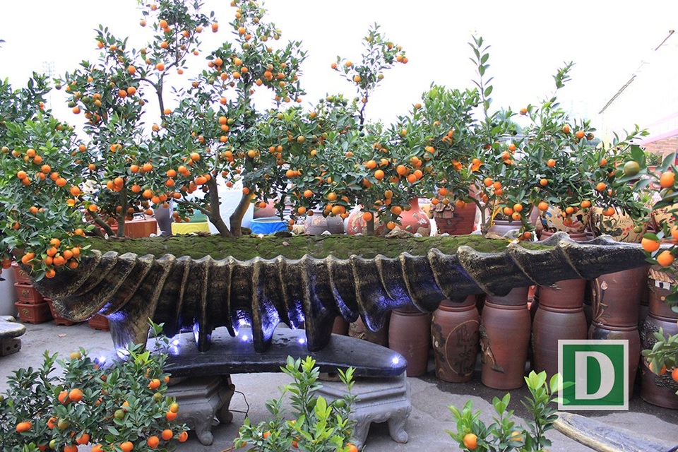 Thú vị những tác phẩm quất cảnh mang âm hưởng đại dương - 1
Những ngày qua, người dân Thủ đô đi qua khu vực hội chợ ở sân vận động Mỹ Đình không khỏi trầm trồ trước những tuyệt phẩm quất cảnh mang âm hưởng đại dương đang được trưng bày tại đây.