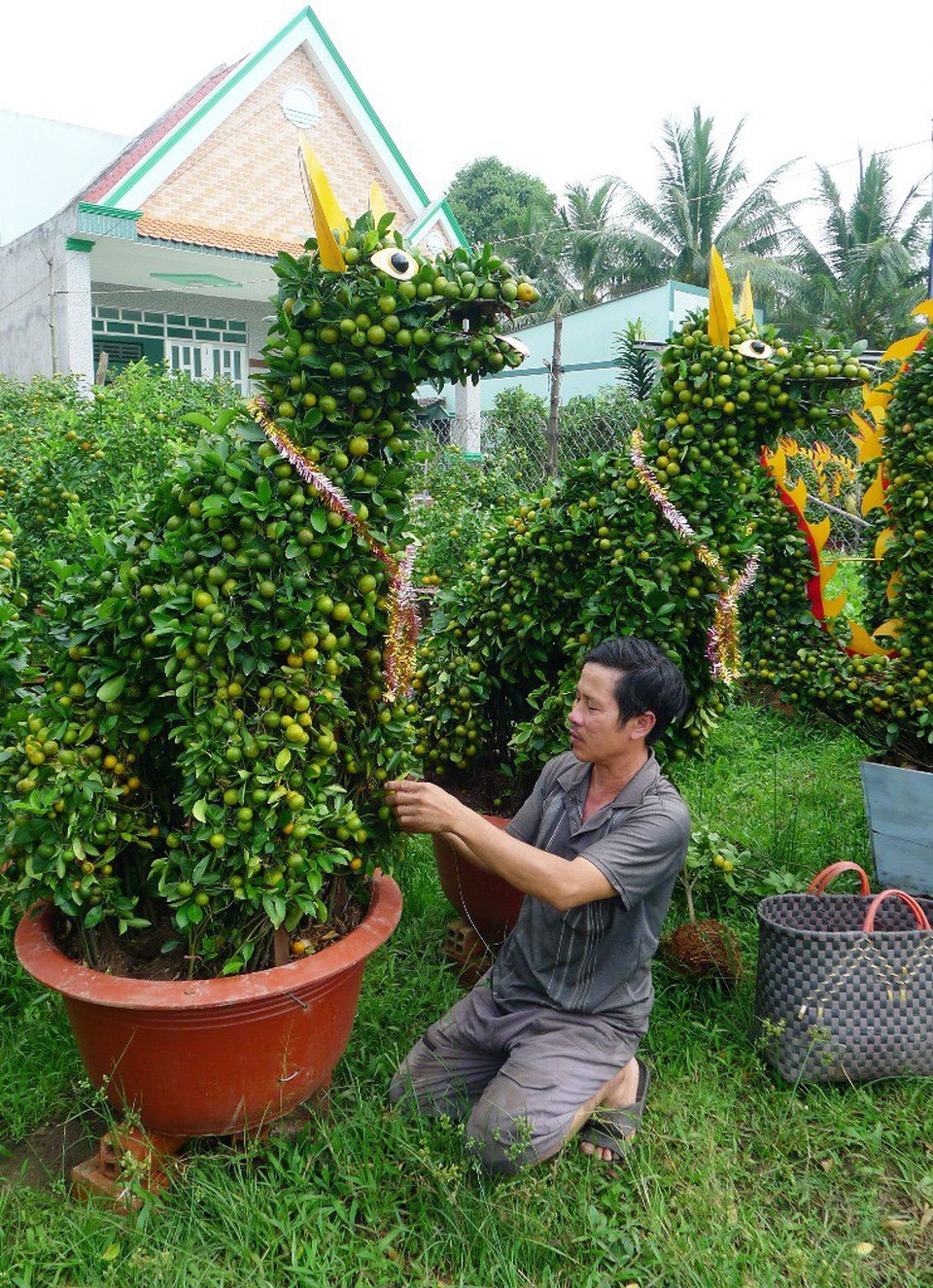 Cây kiểng hình chú chó đón năm Mậu Tuất - 6 Năm nay anh Lâm làm 20 cặp kiểng quất hình chó....