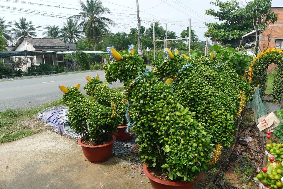 Cây kiểng hình chú chó đón năm Mậu Tuất - 4 Cây kiểng hình chú chó đón năm Mậu Tuất - 4