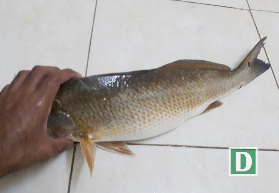 Câu được 6 con cá “lạ” nghi là sủ vàng quý hiếm ở Cam Ranh - 1 Một trong 6 con cá lạ nghi là cá sủ vàng quý hiếm do anh Phước câu được vào sáng nay, 2/2