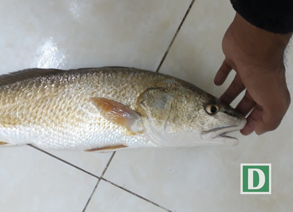 Câu được 6 con cá “lạ” nghi là sủ vàng quý hiếm ở Cam Ranh - 4 Anh Phước cho rằng, 6 con cá anh câu được rất giống với cá sủ vàng qúy hiếm và anh đang rao bán trên mạng