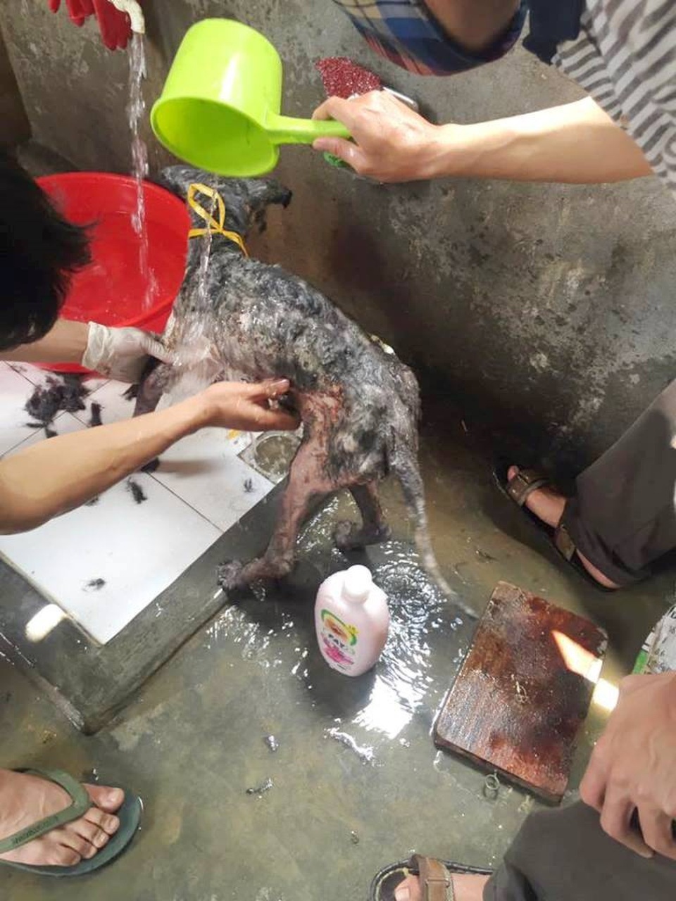 Huế: Chàng trai trẻ cứu hơn 200 con chó hoang, bệnh tật mỗi năm - 2 Những chú chó bị bệnh tật được anh Sơn mang về tắm rửa, chăm sóc cẩn thận