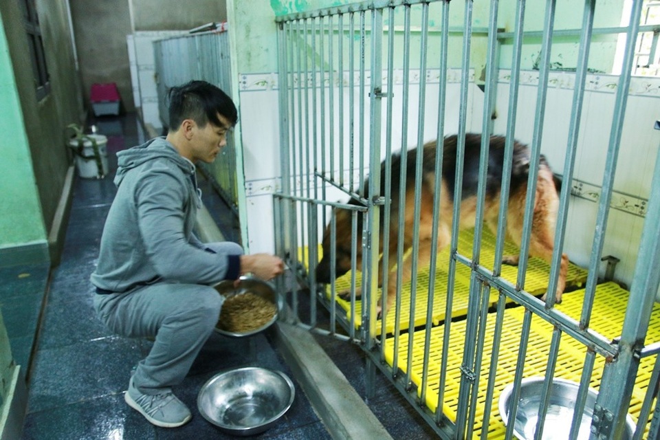 Huế: Chàng trai trẻ cứu hơn 200 con chó hoang, bệnh tật mỗi năm - 1 Anh Sơn cho những chú chó hoang mang về nuôi ăn tối