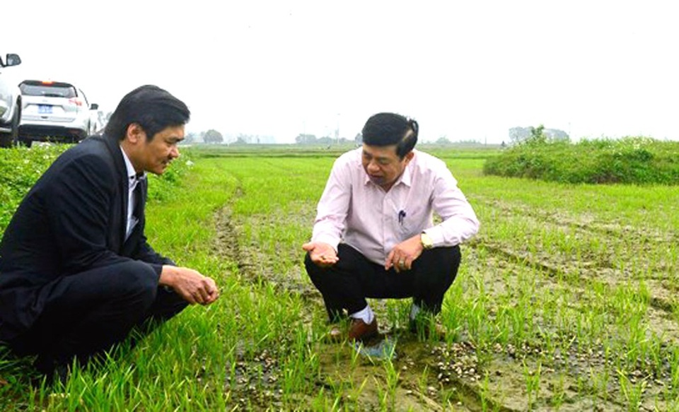 Quyết tâm giành vụ Đông Xuân thắng lợi toàn diện - 1 Chủ tịch UBND tỉnh Nghệ An Nguyễn Xuân Đường (áo trắng) và ông Hoàng Nghĩa Hiếu - GĐ Sở NN&PTNN Nghệ An kiểm tra diện tích lúa bị thiệt hại do ốc bươu vàng phá hoại tại xã Nam Lộc, huyện Nam Đàn (Ảnh: T.L)