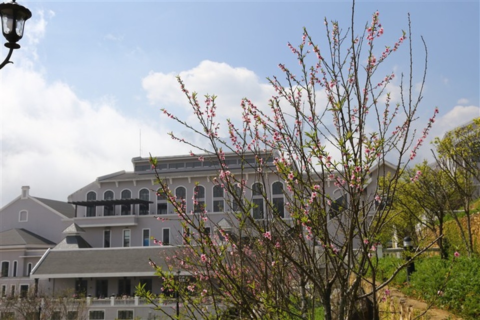 Tết rộn ràng tại lễ hội Khèn hoa Sun World Fansipan Legend - 3 Trên những con đường dẫn vào khu du lịch, hàng ngàn gốc đào rừng với đủ chủng loại đào phai, đào bạch quý hiếm… đang bung nở tưng bừng. Hồng cổ Sapa cũng kiêu hãnh khoe sắc thắm. Đỗ quyên, địa lan rừng khổng lồ với 314 cành hoa khiến du khách sững sờ kinh ngạc.