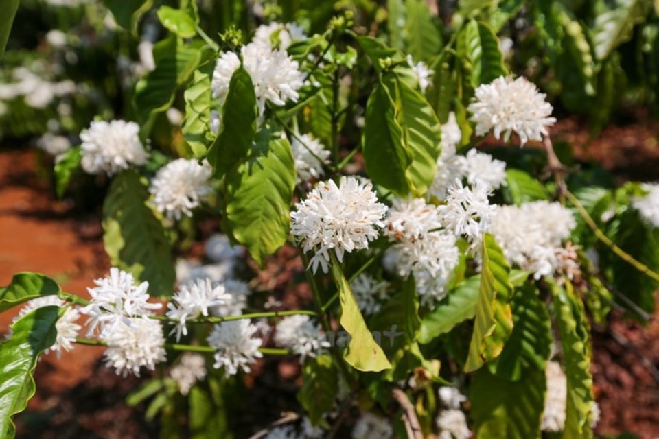 Hoa cà phê nở bung báo hiệu cho một vụ mùa bội thu. (Ảnh: TTXVN)