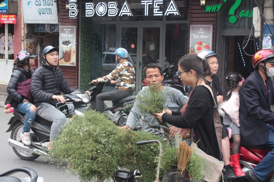 Kiếm tiền triệu mỗi ngày nhờ bán rau mùi già lấy may dịp đầu năm - 3 Thông thường, loại mùi được chọn để nấu nước tắm phải là loại mùi già đã trổ hoa trắng và kết trái nhỏ, thân cây chuyển sang màu xanh thẫm.
