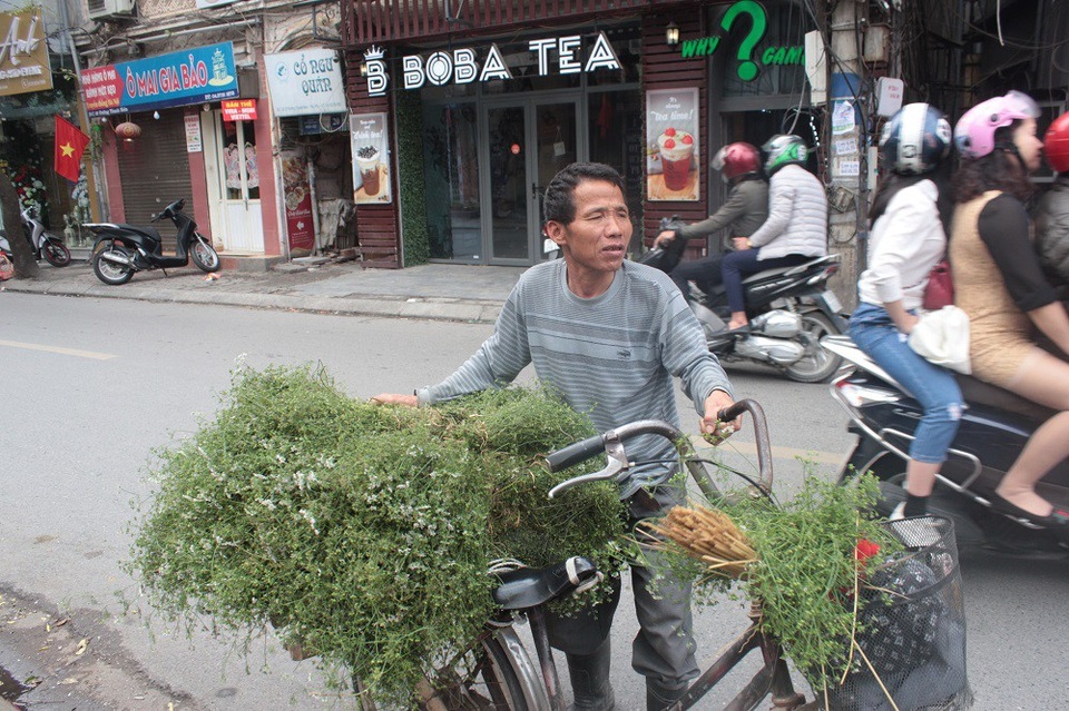 Kiếm tiền triệu mỗi ngày nhờ bán rau mùi già lấy may dịp đầu năm - 2 Ông Hạnh cho biết, trung bình mỗi ngày ông bán được khoảng 100 bó mùi.