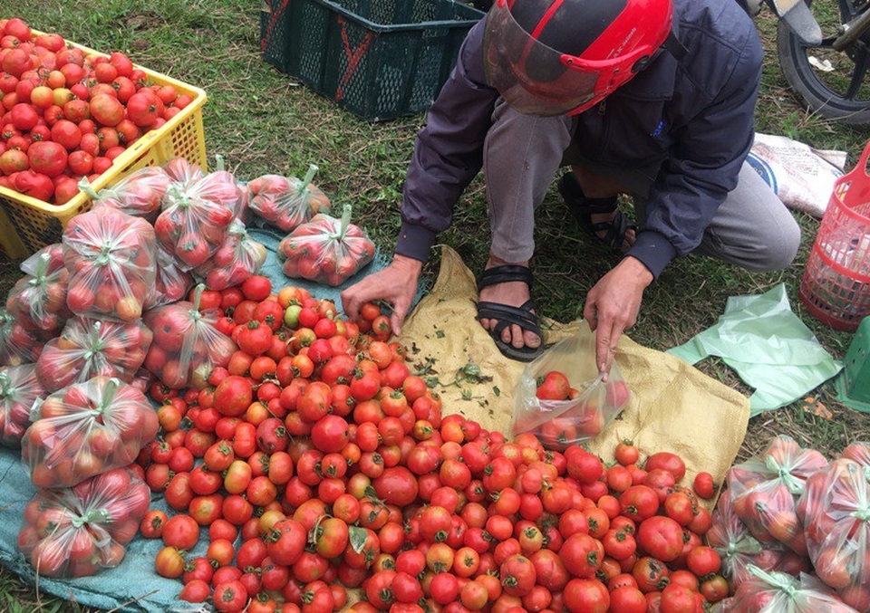Ném cà chua "nảy lửa" tại phiên chợ mở duy nhất một lần trong năm - 6 Những mặt hàng được bày bán tại phiên chợ chủ yếu là những nông sản đặc trưng của vùng và những món ăn dân gian truyền thống. Trong số đó phải kể đến cà chua, một loại hàng hóa đặc biệt được bán rất nhiều tại phiên chợ để làm... “vũ khí” ném nhau. Những người bán hàng thường sắp cà chua sẵn vào từng túi nilon để phục vụ nhu cầu của người mua.