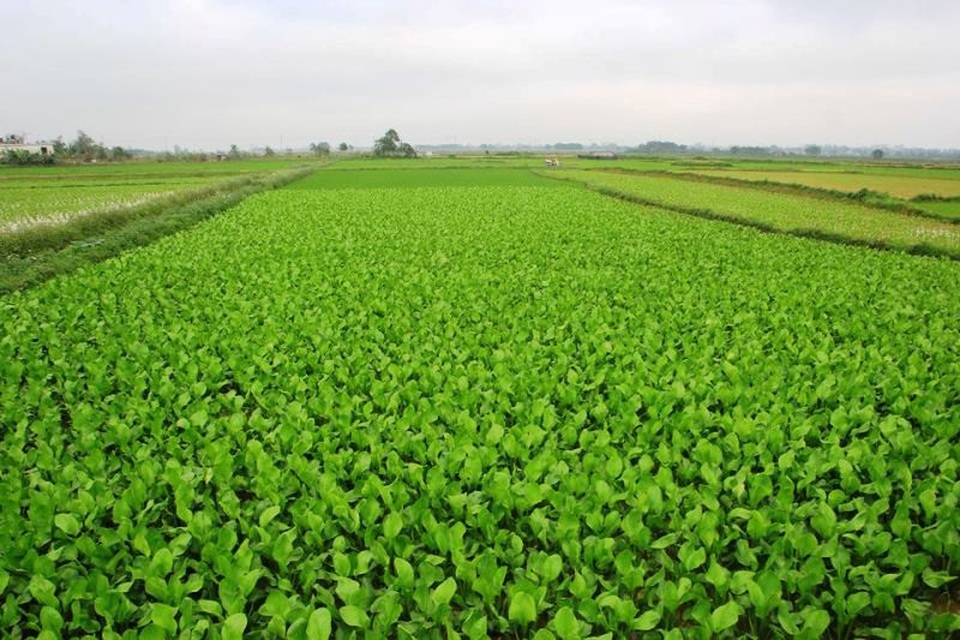 Nông dân Quảng Trị phấn khởi ra đồng sản xuất đầu năm mới - 4 Nông dân Quảng Trị phấn khởi ra đồng sản xuất đầu năm mới - 4