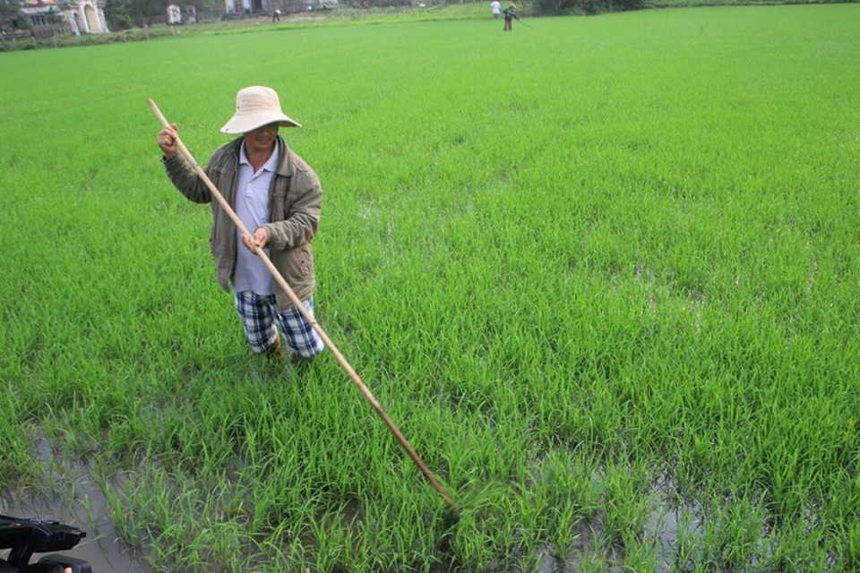 Nông dân Quảng Trị phấn khởi ra đồng sản xuất đầu năm mới - 2 Nông dân Quảng Trị phấn khởi ra đồng sản xuất đầu năm mới - 2