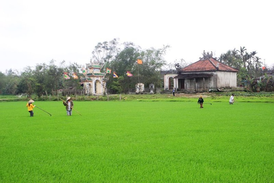 Nông dân Quảng Trị phấn khởi ra đồng sản xuất đầu năm mới - 3 Nông dân Quảng Trị phấn khởi ra đồng sản xuất đầu năm mới - 3