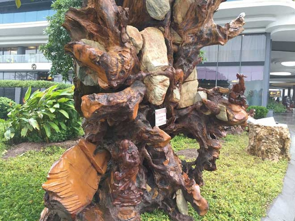 Ngắm gốc gỗ trai đỏ thế “bạt phong hồi đầu” nghìn năm tuổi ở Hà Nội - 7
Ông Huy cho biết thêm, thịt gỗ trai đỏ mềm, màu gỗ sáng, thứa gỗ mịn, vân gỗ xoáy đều rất đẹp. Gỗ trai được dùng để làm đồ gia dụng, bàn ghế, bàn thờ, tượng phật, đồ phong thủy. Thậm chí, thời phong kiến, loại gỗ này thường được dùng tiến vua làm ngai vàng và đồ thờ cúng mỹ nghệ.