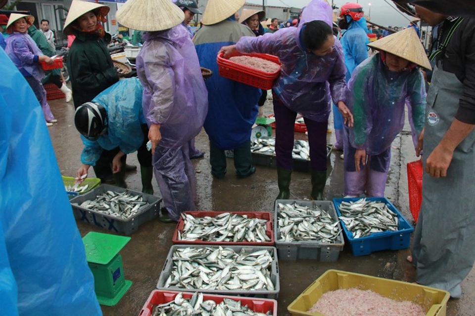 Ngư dân phấn chấn vì trúng đậm “lộc biển” đầu năm - 5 Quang cảnh thu mua hải sản tại Cảng cá Thạch Kim rất tấp nập.