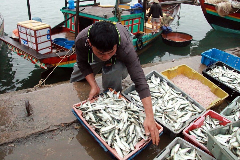 Ngư dân phấn chấn vì trúng đậm “lộc biển” đầu năm - 3 Cá trích cũng xuất hiện rất nhiều tại Cảng các Thạch Kim sáng nay.