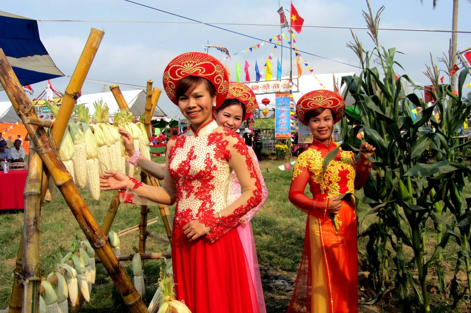Lễ hội bắp Hội An: Du khách sẽ tự tay chế biến món ăn từ bắp - 2 Vùng đất Cẩm Nam – Hội An nổi tiếng với những bãi bắp xanh ngút ngàn và trái to, thơm