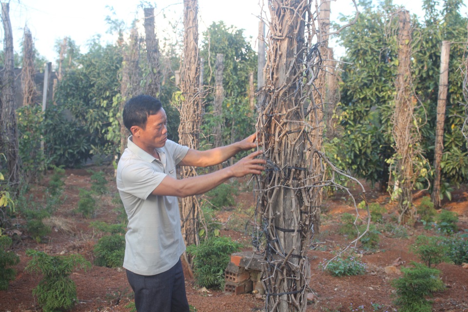 Cận cảnh hoang tàn của “nghĩa địa” hồ tiêu Tây Nguyên - 1 Chỉ hơn 2 năm đã có hơn 1600 trụ tiêu của gia đình ông Nguyễn Đình Nhiên (53 tuổi, xã Ia Blứ, Chư Pưh) chết trắng