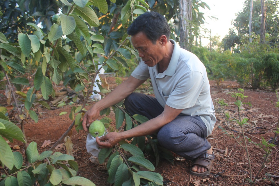 Cận cảnh hoang tàn của “nghĩa địa” hồ tiêu Tây Nguyên - 8
Các cây ăn quả được người dân lựa chọn, nhưng họ vẫn hy vọng được chính quyền tư vấn để không phải theo vết xe đổ như cây tiêu.