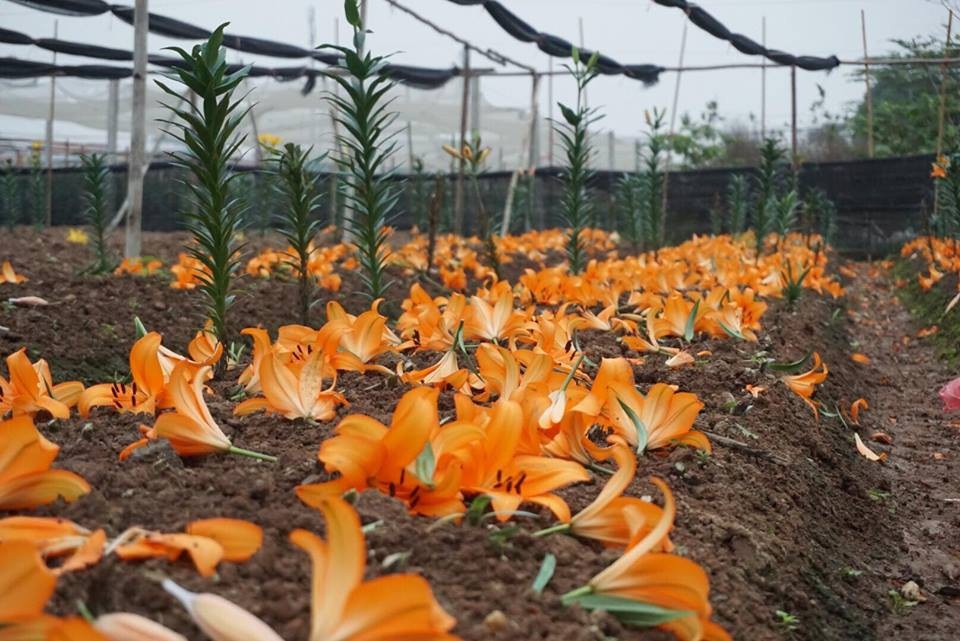 Giá hoa ly "rẻ chưa từng có", người trồng để mặc hoa rụng đầy gốc - 3 Đây được xem là mức giá “rẻ chưa từng có”, nhiều nông dân Tây Tưu thua lỗ nặng đành chấp nhận bán thanh lý để mong vớt vát được chút vốn liêng.