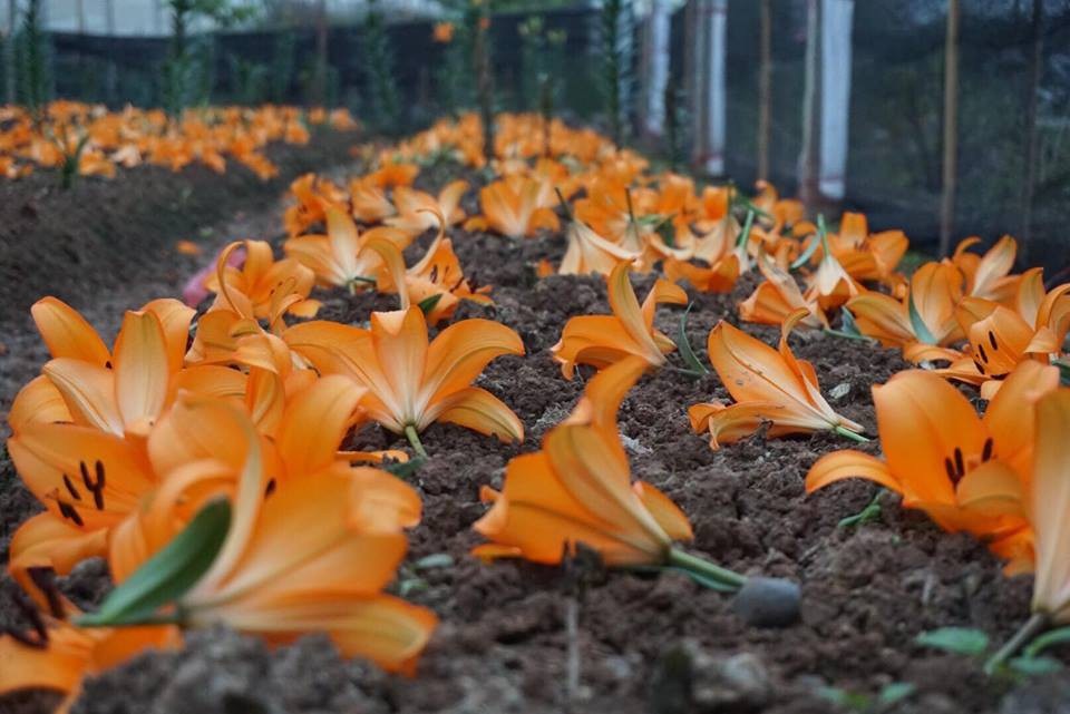 Giá hoa ly "rẻ chưa từng có", người trồng để mặc hoa rụng đầy gốc - 2 Theo các chủ vườn, đợt rét kéo dài trước Tết Nguyên Đán là nguyên nhân khiến hoa ly nở muộn. Nếu như thời điểm trước Tết, người dân Tây Tựu bán được giá 400.000 đồng 10 cành ly thì sau Tết giá hoa ly chỉ còn giá 60-80 nghìn.