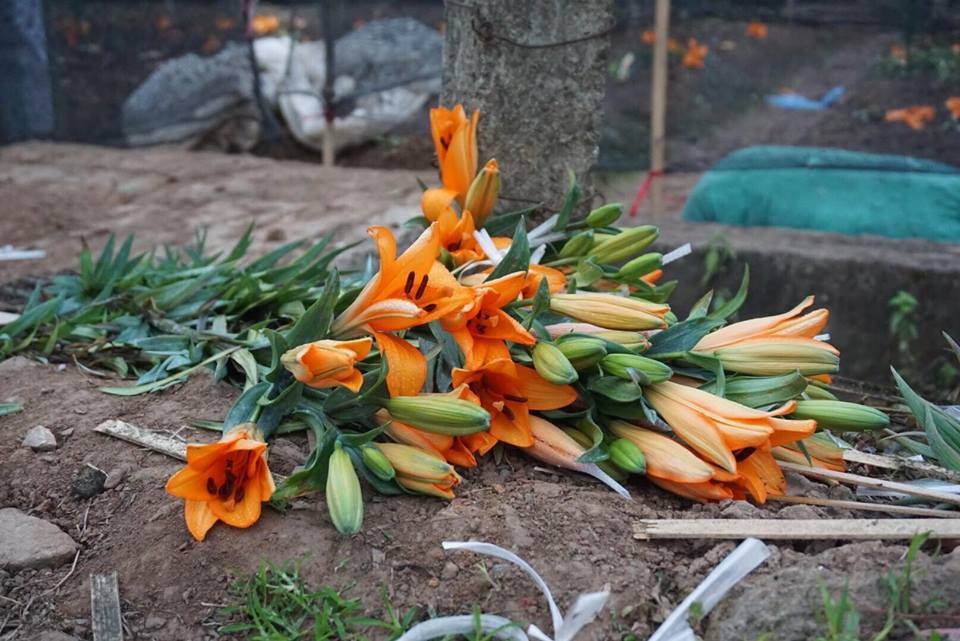 Giá hoa ly "rẻ chưa từng có", người trồng để mặc hoa rụng đầy gốc - 12 Nhiều bó hoa ly xòe nở bị vứt lăn lóc trong các vườn