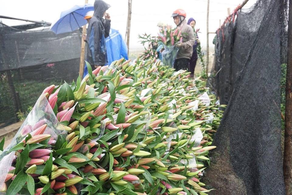 Giá hoa ly "rẻ chưa từng có", người trồng để mặc hoa rụng đầy gốc - 10
Những bó hoa ly vừa cắt tại vườn, được xếp chồng thành đống chờ thương lái tới thu mua.