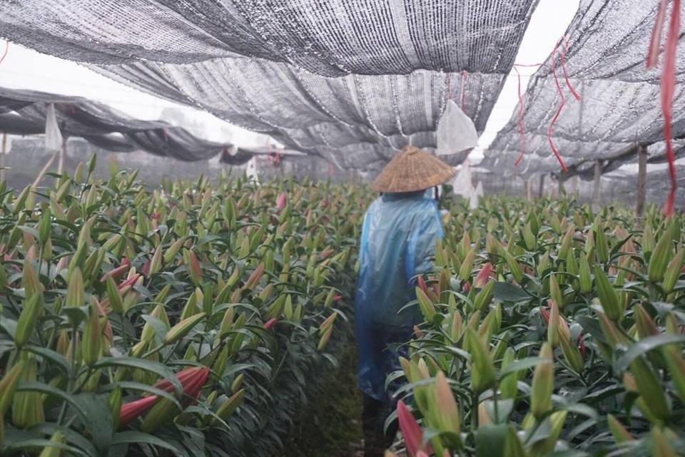 Giá hoa ly "rẻ chưa từng có", người trồng để mặc hoa rụng đầy gốc - 13 Đây được xem là năm thứ 3, người trồng hoa ly ở Tây Tựu trắng tay vì hoa nở không đúng dịp, dẫn đến mức giá rớt thê thảm.