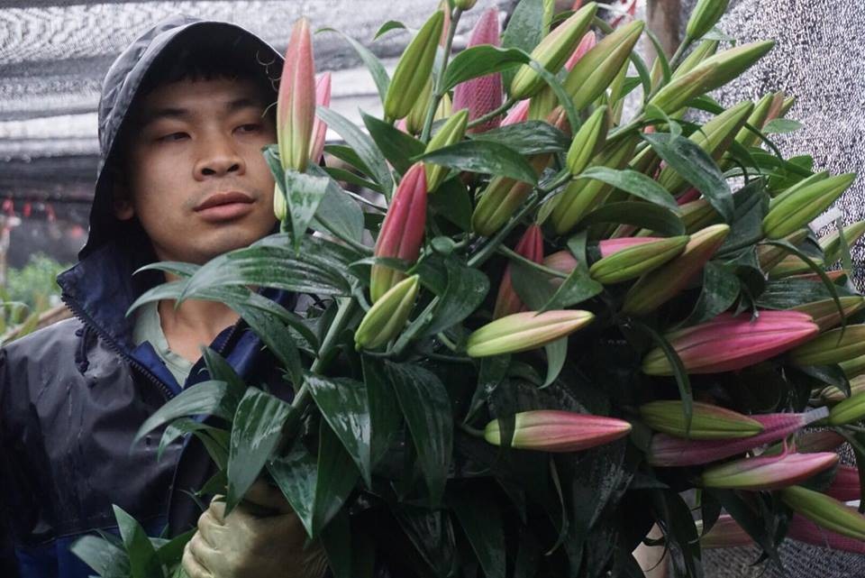 Giá hoa ly "rẻ chưa từng có", người trồng để mặc hoa rụng đầy gốc - 9 Một bó hoa ly đẹp, chúm chím nụ trên thị trường hiện có giá 60-80.000 đồng, những bó xấu giá chỉ còn 50.000 đồng/ chục.