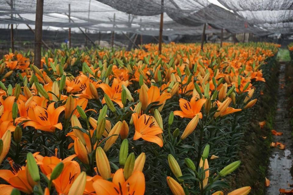 Giá hoa ly "rẻ chưa từng có", người trồng để mặc hoa rụng đầy gốc - 4 Nhiều vườn, hoa chín vàng rực nhưng vẫn chưa được cắt bán