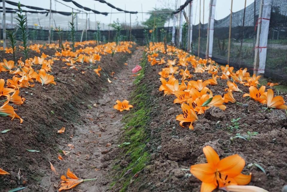 Giá hoa ly "rẻ chưa từng có", người trồng để mặc hoa rụng đầy gốc - 1 Dù Tết Nguyên đán đã trôi qua nhưng thời điểm này, nhiều cánh đồng hoa ở làng hoa Tây Tựu (Bắc Từ Liêm, Hà Nội) mới đồng loạt bung nở, giá hoa giảm mạnh, sức tiêu thụ trên thị trường chậm, nhiều chủ vườn để mặc cho hoa “chín” rụng đầy gốc.