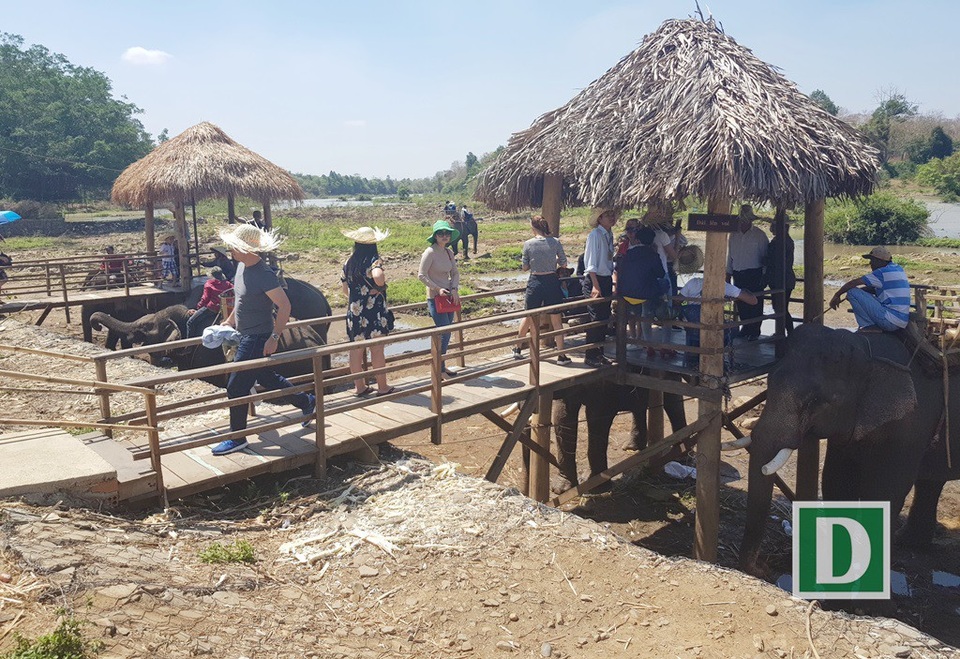 Du khách “đổ" về Bản Đôn cưỡi voi, thưởng thức cồng chiêng - 10 Không ít du khách muốn trải nghiệm cảm giác lạ, được ngồi trên lưng voi khi đến với Bản Đôn