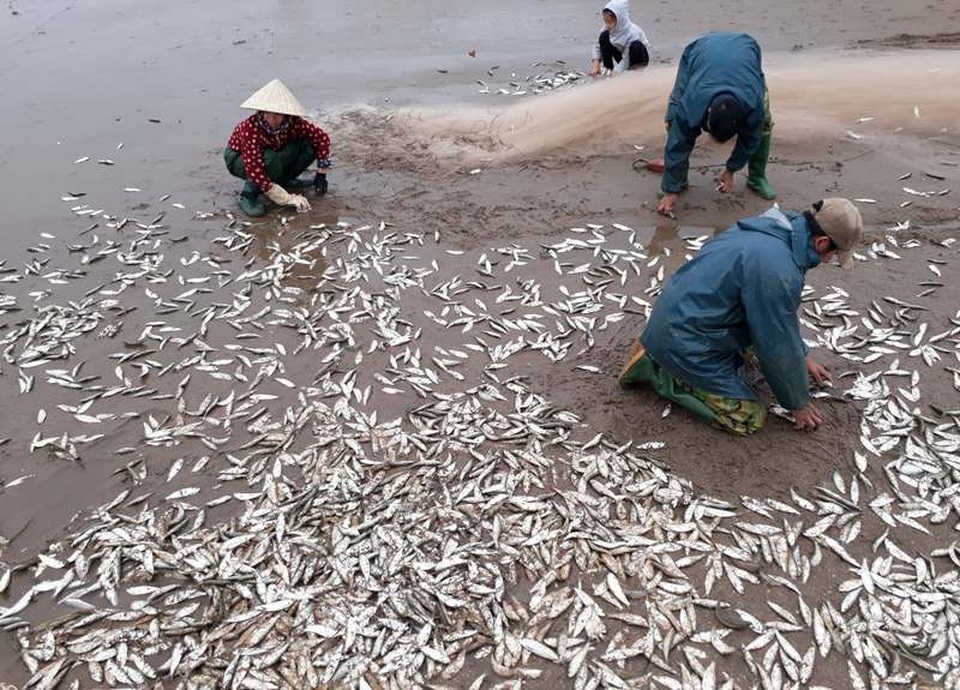 Ngư dân “mỏi tay” gỡ cá trích ngày đầu năm mới - 3 Mỗi ngày, ngư dân kiếm tiền triệu từ cá trích